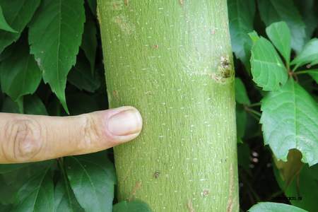  picture  Gewone_es |Fraxinus_excelsior