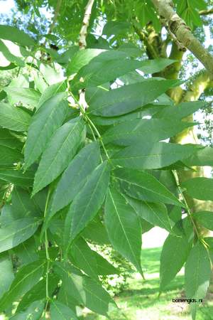 Leaf picture  Gewone es ( Fraxinus excelsior)