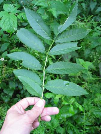  picture  Gewone_es |Fraxinus_excelsior