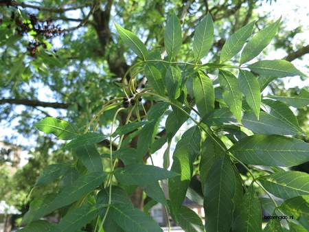  picture  Gewone_es |Fraxinus_excelsior