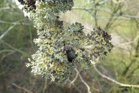  picture  Gewone_es |Fraxinus_excelsior