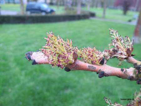  picture  Gewone_es |Fraxinus_excelsior