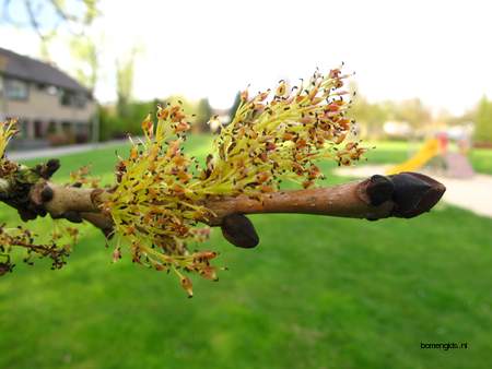  picture  Gewone_es |Fraxinus_excelsior