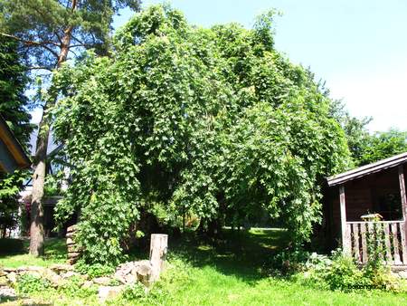  picture  Gewone_es |Fraxinus_excelsior