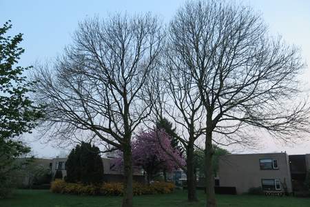  picture  Gewone_es |Fraxinus_excelsior