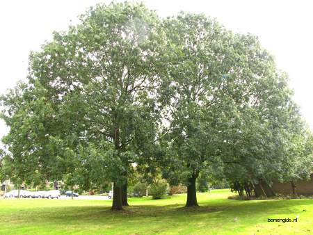  picture  Gewone_es |Fraxinus_excelsior