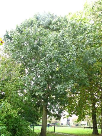  picture  Gewone_es |Fraxinus_excelsior