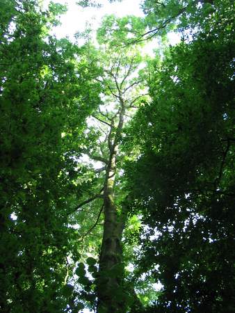  picture  Gewone_es |Fraxinus_excelsior