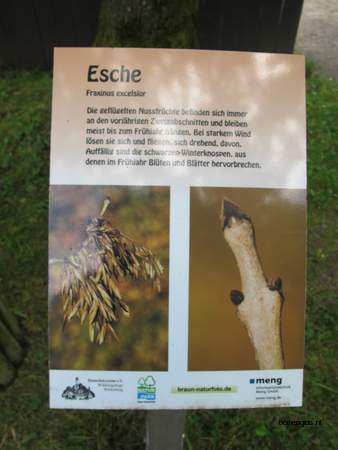  picture  Gewone_es |Fraxinus_excelsior