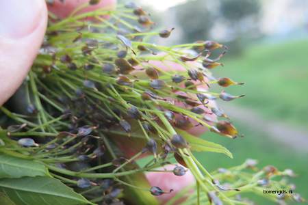  picture  Gewone_es |Fraxinus_excelsior