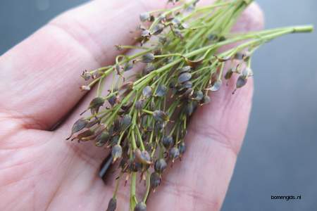  picture  Gewone_es |Fraxinus_excelsior