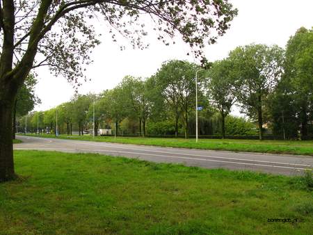  picture  Gewone_es |Fraxinus_excelsior