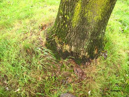  picture  Gewone_es |Fraxinus_excelsior