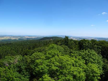  picture  Gewone_es |Fraxinus_excelsior