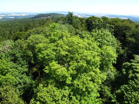  picture  Gewone_es |Fraxinus_excelsior