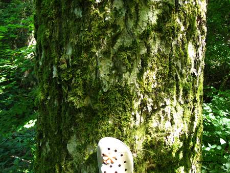  picture  Gewone_es |Fraxinus_excelsior