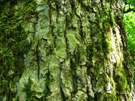  picture  Gewone_es |Fraxinus_excelsior