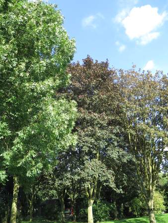 picture  Gewone_es |Fraxinus_excelsior