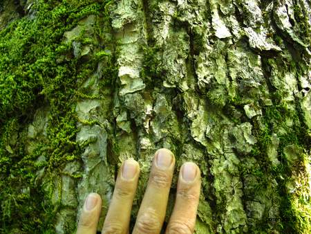  picture  Gewone_es |Fraxinus_excelsior