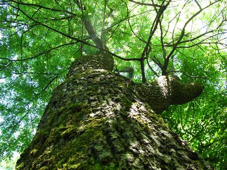  picture  Gewone_es |Fraxinus_excelsior