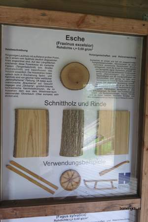  picture  Gewone_es |Fraxinus_excelsior