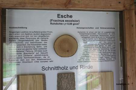  picture  Gewone_es |Fraxinus_excelsior