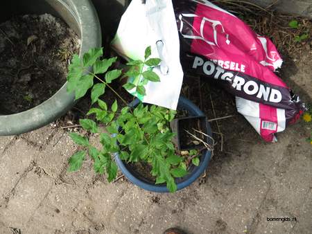  picture  Gewone_es |Fraxinus_excelsior