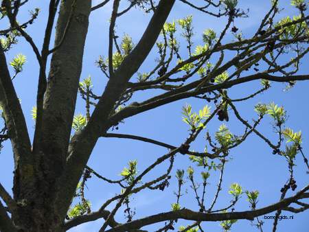  picture  Gewone_es |Fraxinus_excelsior