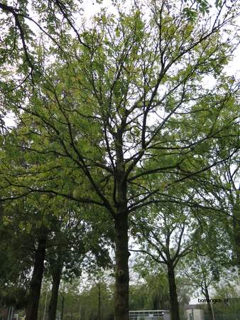  picture  Gewone_es |Fraxinus_excelsior