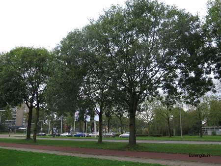  picture  Gewone_es |Fraxinus_excelsior