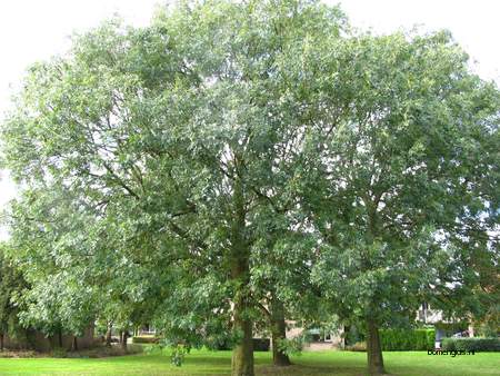  picture  Gewone_es |Fraxinus_excelsior