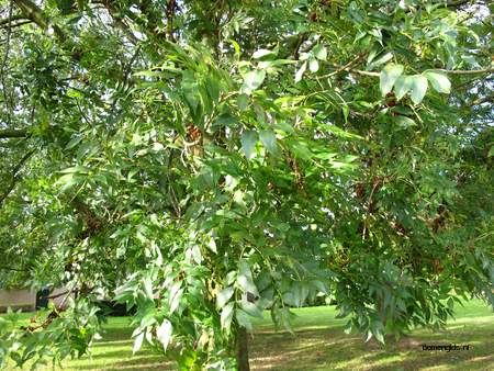  picture  Gewone_es |Fraxinus_excelsior