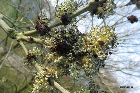  picture  Gewone_es |Fraxinus_excelsior