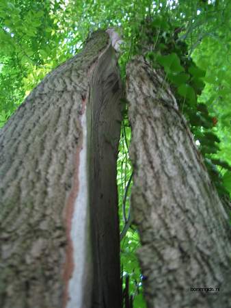  picture  Gewone_es |Fraxinus_excelsior