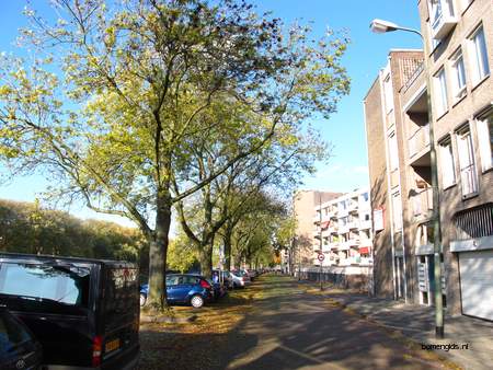  picture  Gewone_es |Fraxinus_excelsior