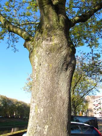  picture  Gewone_es |Fraxinus_excelsior