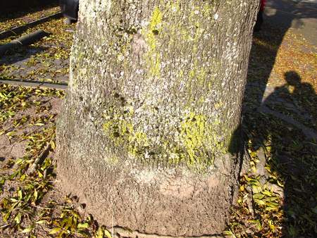  picture  Gewone_es |Fraxinus_excelsior