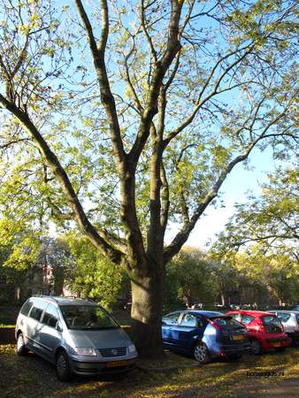  picture  Gewone_es |Fraxinus_excelsior