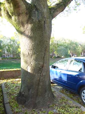  picture  Gewone_es |Fraxinus_excelsior