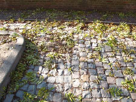  picture  Gewone_es |Fraxinus_excelsior