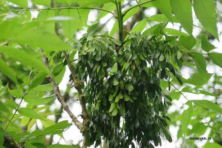  picture  Gewone_es |Fraxinus_excelsior