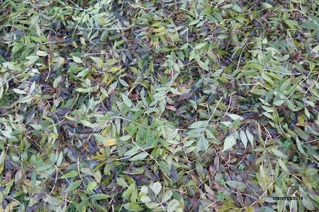  picture  Gewone_es |Fraxinus_excelsior