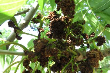  picture  Gewone_es |Fraxinus_excelsior