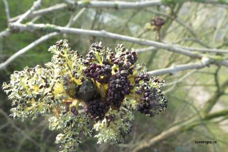  picture  Gewone_es |Fraxinus_excelsior