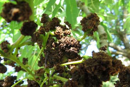  picture  Gewone_es |Fraxinus_excelsior