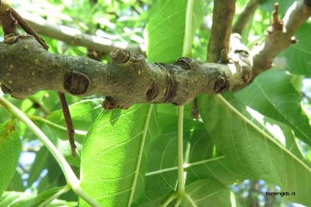  picture  Gewone_es |Fraxinus_excelsior