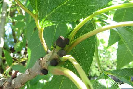  picture  Gewone_es |Fraxinus_excelsior