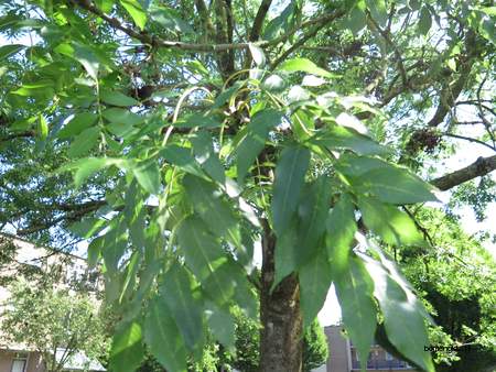  picture  Gewone_es |Fraxinus_excelsior