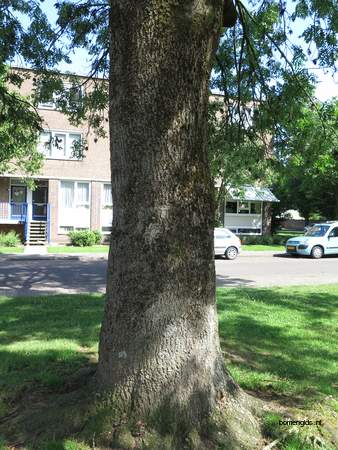  picture  Gewone_es |Fraxinus_excelsior