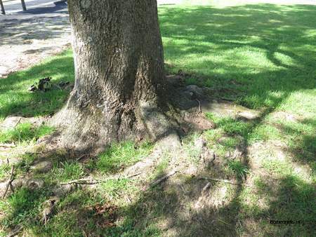  picture  Gewone_es |Fraxinus_excelsior